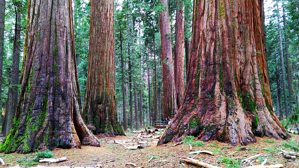 Sequoia park usa